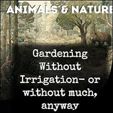 Gardening Without Irrigation- or without much, anyway